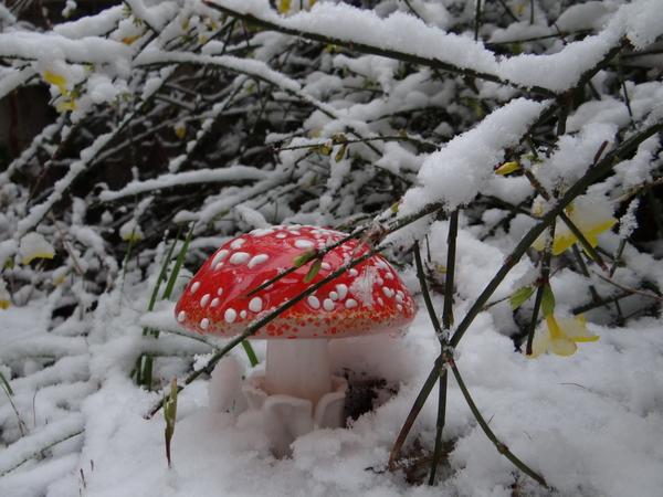 Fotogafato Dicembre 2011.sotto Quercia